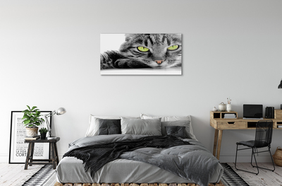 Acrylglasbilder Grau-schwarze katze