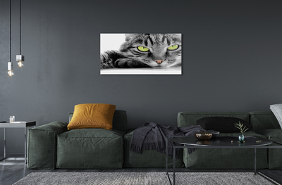 Acrylglasbilder Grau-schwarze katze