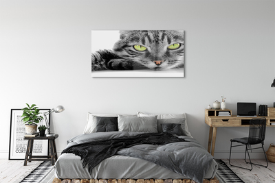 Acrylglasbilder Grau-schwarze katze