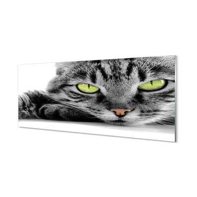 Acrylglasbilder Grau-schwarze katze