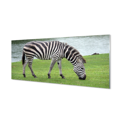 Acrylglasbilder Zebra