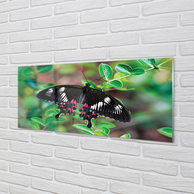 Acrylglasbilder Blätter farbiger schmetterling