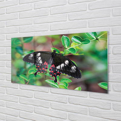 Acrylglasbilder Blätter farbiger schmetterling