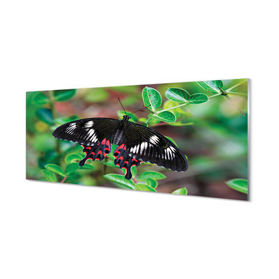 Acrylglasbilder Blätter farbiger schmetterling