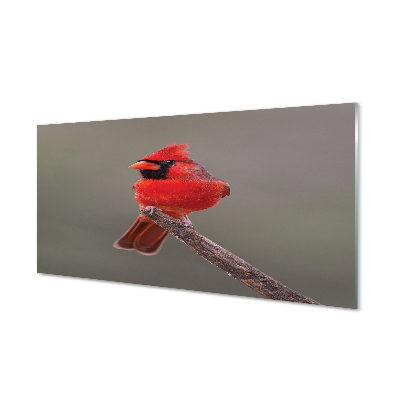 Acrylglasbilder Red papagei auf einem zweig