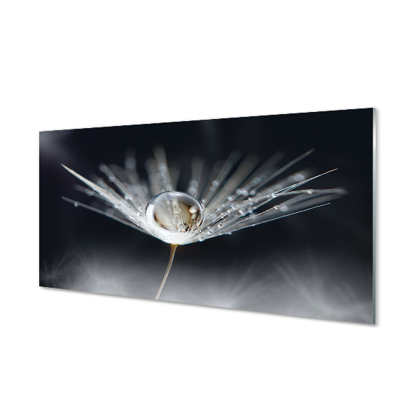 Acrylglasbilder Makro löwenzahn tropfen