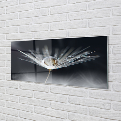Acrylglasbilder Makro löwenzahn tropfen