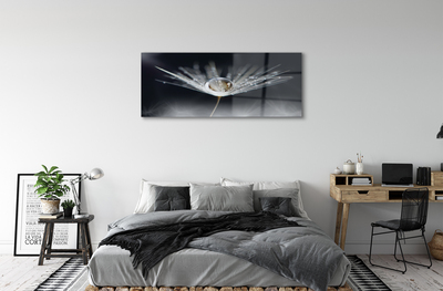 Acrylglasbilder Makro löwenzahn tropfen