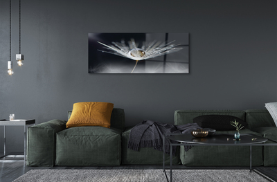 Acrylglasbilder Makro löwenzahn tropfen