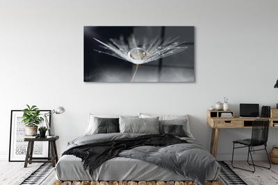 Acrylglasbilder Makro löwenzahn tropfen