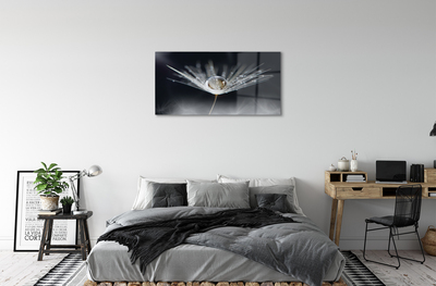 Acrylglasbilder Makro löwenzahn tropfen