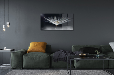Acrylglasbilder Makro löwenzahn tropfen