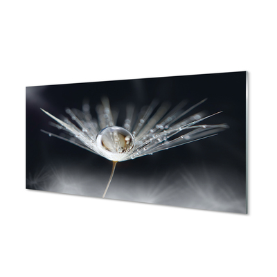 Acrylglasbilder Makro löwenzahn tropfen