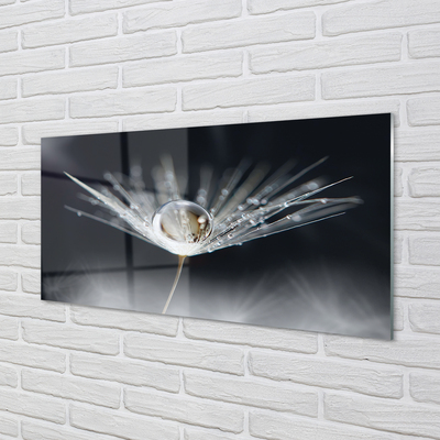 Acrylglasbilder Makro löwenzahn tropfen