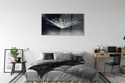 Acrylglasbilder Makro löwenzahn tropfen
