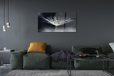 Acrylglasbilder Makro löwenzahn tropfen