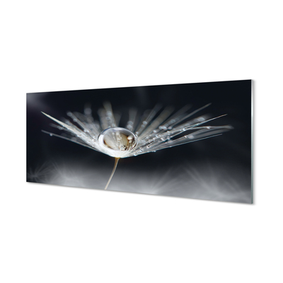 Acrylglasbilder Makro löwenzahn tropfen