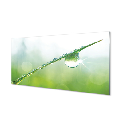 Acrylglasbilder Gras makro-tropfen