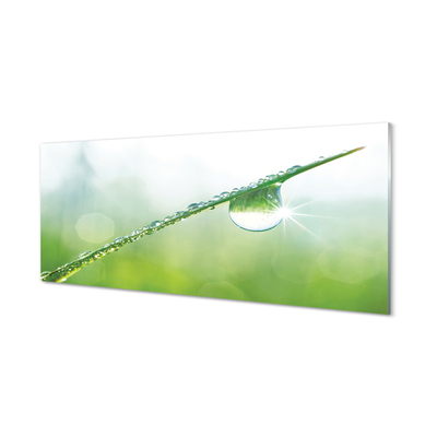 Acrylglasbilder Gras makro-tropfen