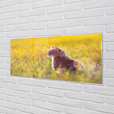 Acrylglasbilder Jagd katze