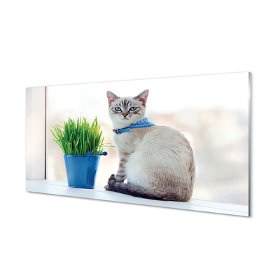 Acrylglasbilder Katze sitz