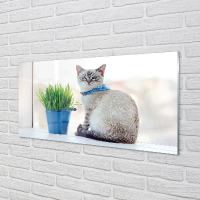 Acrylglasbilder Katze sitz