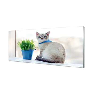 Acrylglasbilder Katze sitz