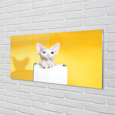 Acrylglasbilder Katze sitz