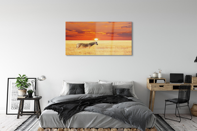 Acrylglasbilder Zebra sonnenuntergang feld