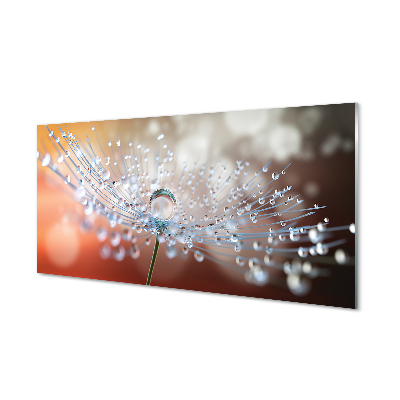 Acrylglasbilder Löwenzahn-makro tropfen
