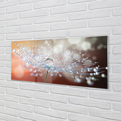 Acrylglasbilder Löwenzahn-makro tropfen