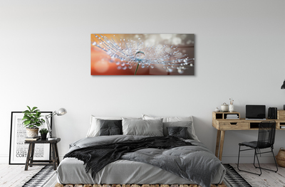 Acrylglasbilder Löwenzahn-makro tropfen