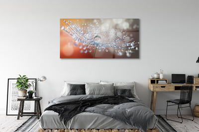 Acrylglasbilder Löwenzahn-makro tropfen