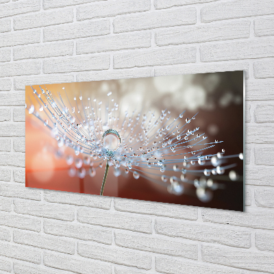 Acrylglasbilder Löwenzahn-makro tropfen