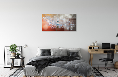 Acrylglasbilder Löwenzahn-makro tropfen