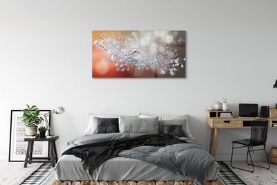 Acrylglasbilder Löwenzahn-makro tropfen