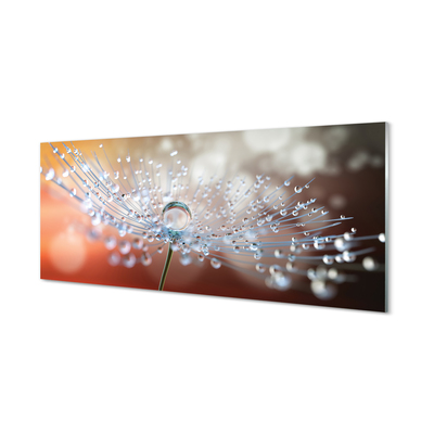 Acrylglasbilder Löwenzahn-makro tropfen
