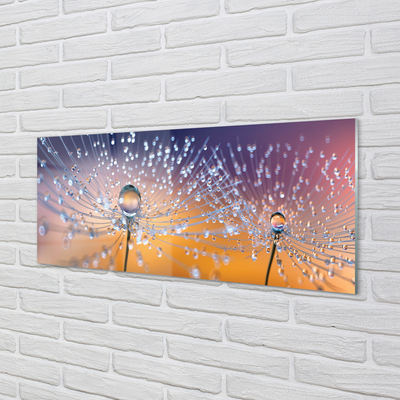 Acrylglasbilder Löwenzahn-makro tropfen