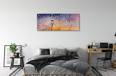 Acrylglasbilder Löwenzahn-makro tropfen