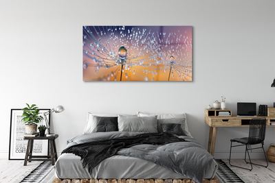 Acrylglasbilder Löwenzahn-makro tropfen