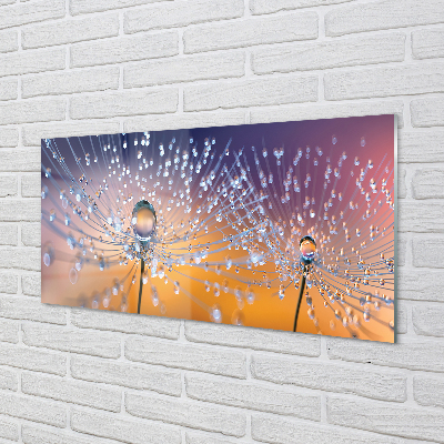 Acrylglasbilder Löwenzahn-makro tropfen