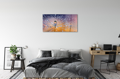Acrylglasbilder Löwenzahn-makro tropfen