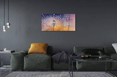 Acrylglasbilder Löwenzahn-makro tropfen