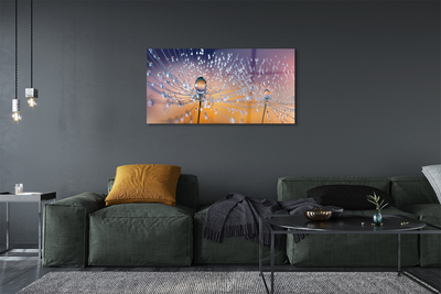 Acrylglasbilder Löwenzahn-makro tropfen