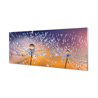 Acrylglasbilder Löwenzahn-makro tropfen