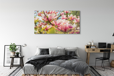 Acrylglasbilder Rosa magnolias