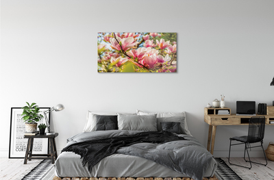 Acrylglasbilder Rosa magnolias