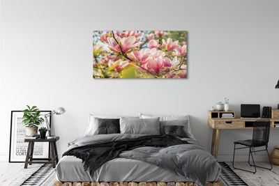 Acrylglasbilder Rosa magnolias