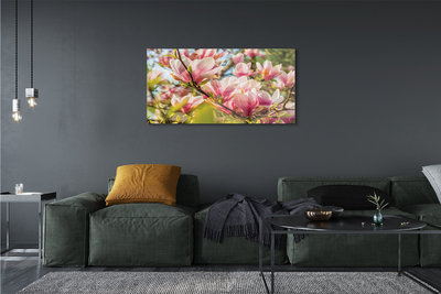 Acrylglasbilder Rosa magnolias