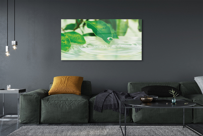 Acrylglasbilder Wassertropfen blätter